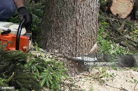 Leaf Removal in Wanamassa, NJ