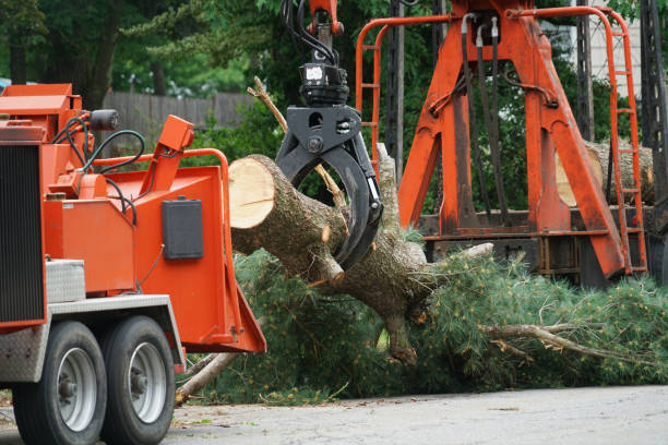 How Our Tree Care Process Works  in  Wanamassa, NJ