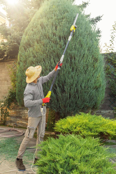 Best Pest Control for Lawns  in Wanamassa, NJ